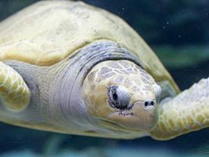 Атлантическая черепаха Ридли