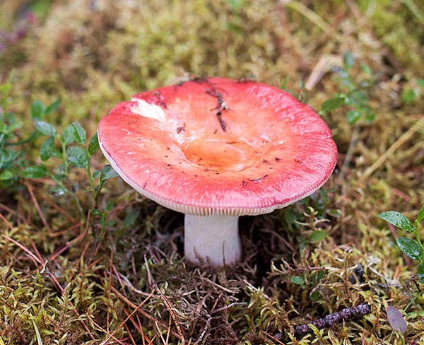 Лесной гриб