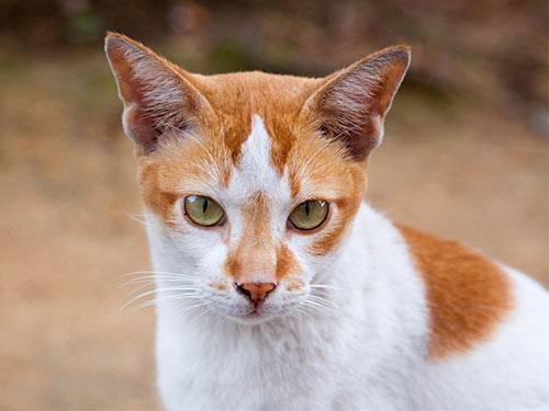 Бело-рыжий кот